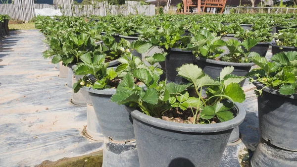 Plantation de fraises dans la ferme agricole — Photo