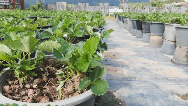 Plantación de fresas en la granja agrícola — Foto de Stock