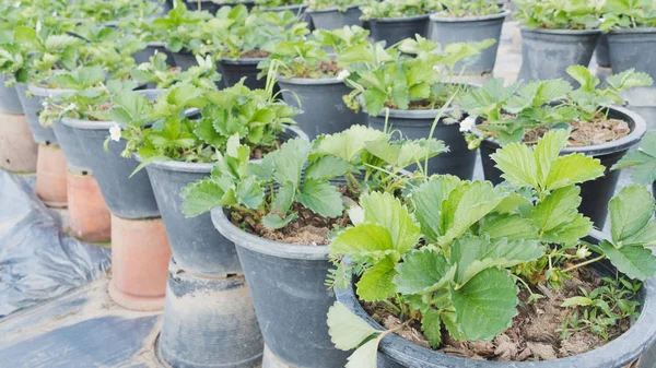 Plantacji truskawek w farmie rolnictwa — Zdjęcie stockowe