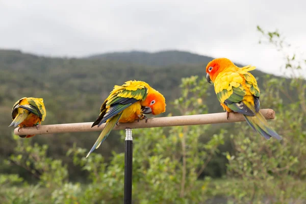 Sun Parakeet ou Sun Conure, le beau tacon jaune et orange — Photo