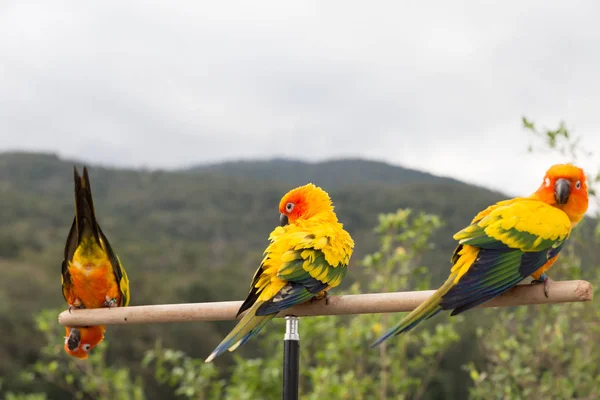 Sun parkiet of Sun papegaaiachtigen, de mooie gele en oranje parr — Stockfoto
