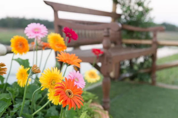 Gerbera fiori vicino panca in legno nel giardino al crepuscolo — Foto Stock