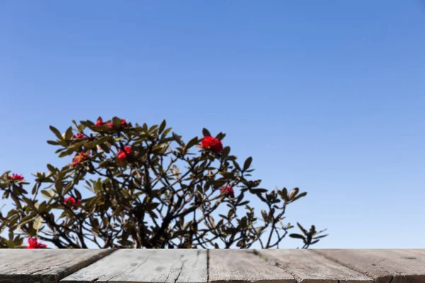 लाल अझलिया फ्लॉवर फुलांचा अंधुक प्रतिमा, पॅ मध्ये मोठ्या झाडे — स्टॉक फोटो, इमेज
