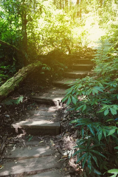 Spazierweg im Wald am kew mae pan Lehrpfad (doi inthanon nati — Stockfoto