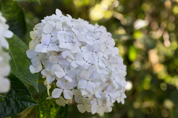 Bloeiende witte hortensia bloem in tuin — Stockfoto
