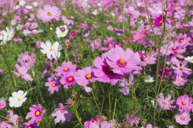 güzel pembe cosmos çiçek alanı