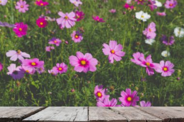güzel pembe cosmos seçili fo (bulanıklık görüntü) alanıyla çiçek