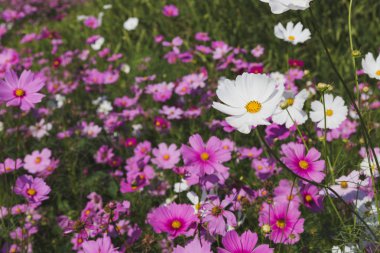 güzel pembe cosmos çiçek alanı