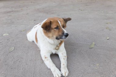 köpek yere dinlenme aşağı döşeme