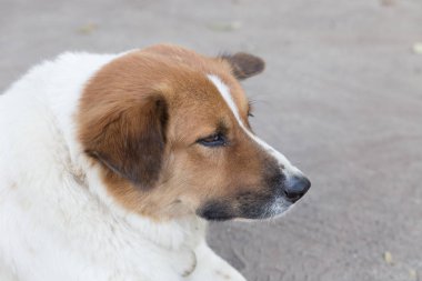 köpek yere dinlenme aşağı döşeme