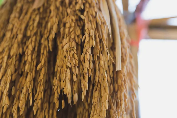 Dry spike rice is hanging on bamboo stick — Stock Photo, Image