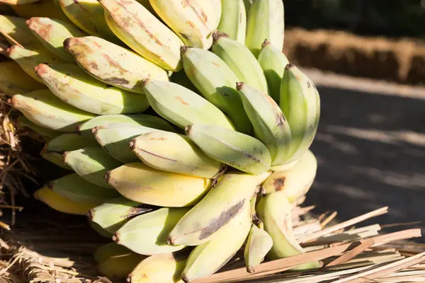 Bunch of raw and ripe bananas — Stock Photo, Image