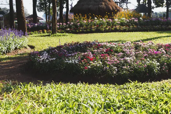 Çim ve Bahçe, Bahar çiçek Park flowerbed — Stok fotoğraf