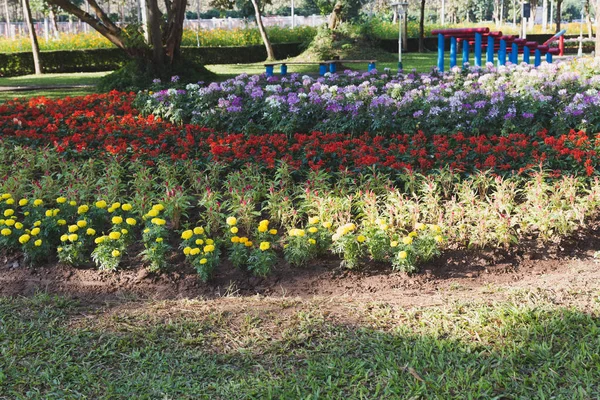 Lawn and flowerbed in garden, spring flower park — Stock Photo, Image