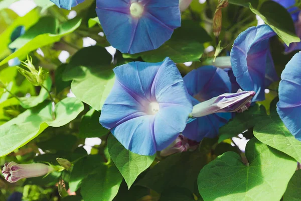 Ipomoea purpurea ou fleur de gloire du matin — Photo