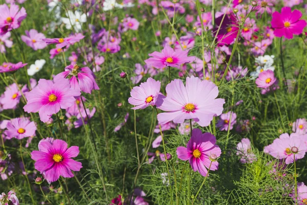 Hermoso campo de flores cosmos rosa — Foto de Stock