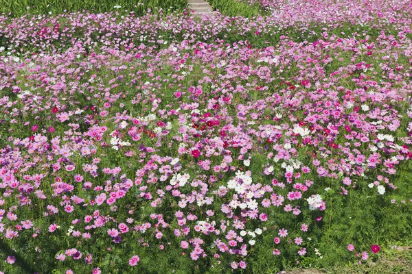 Latar belakang alam indah bunga kosmos merah muda — Stok Foto