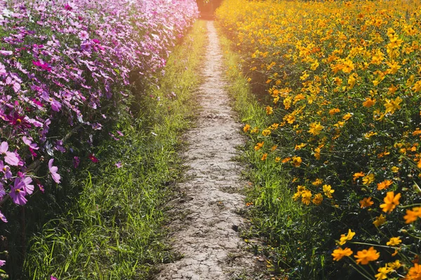 아름 다운 코스모스 꽃 밭의 자연 배경 — 스톡 사진