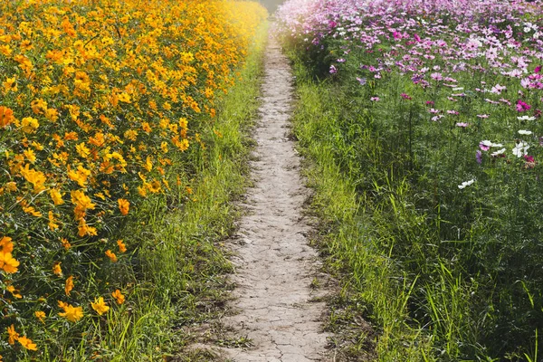 아름 다운 코스모스 꽃 밭의 자연 배경 — 스톡 사진