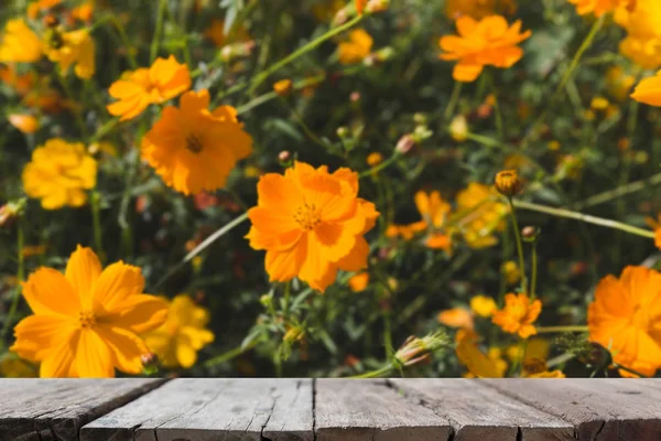 아름 다운 주황색 코스모스 꽃밭 (블러 이미지)으로 선정 — 스톡 사진