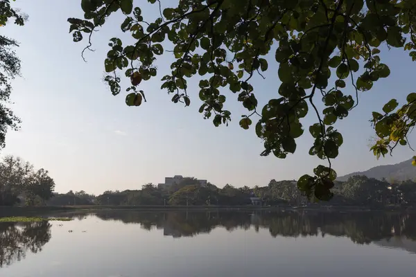 Hojas verdes y vista al lago por la mañana — Foto de Stock