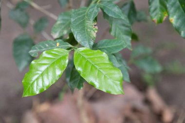kahve ağacı, café plantasyon yaprakları