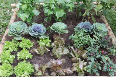 bahçede büyüyen sebzeler