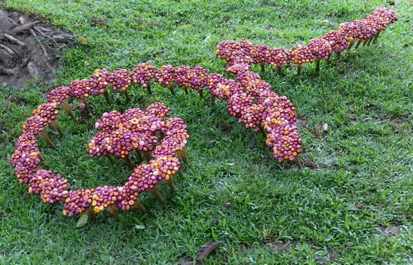 伝統的なタイのアルファベット num の芝生庭の花装飾 — ストック写真