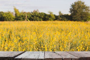 Sunhemp çiçek açtı, Pummelo (bulanıklık görüntü) ile seçilen fccus w