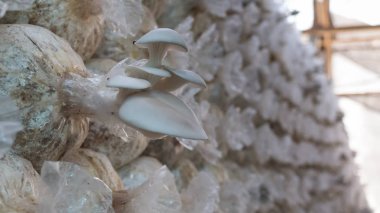 Mantar içinde plastik torba topakları