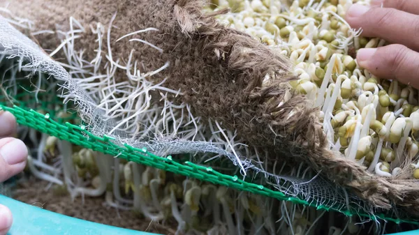 Sämling von Mungobohnensprossen wächst auf Drahtgitter — Stockfoto