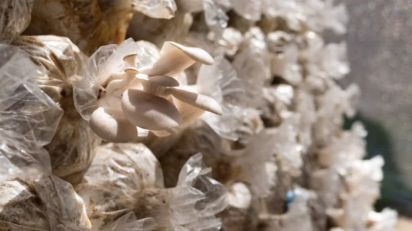 Trozos de champiñones en bolsa de plástico — Foto de Stock