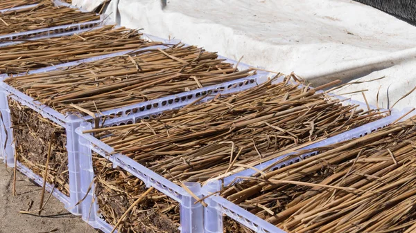 Inktzwam fimetarrius paddestoel groeien op rijst-stro — Stockfoto