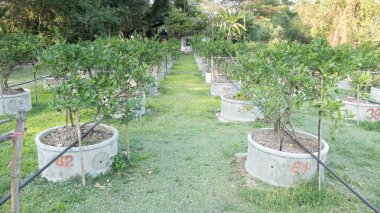 Limon, Limon Grove'da satırlardaki Limes büyümek
