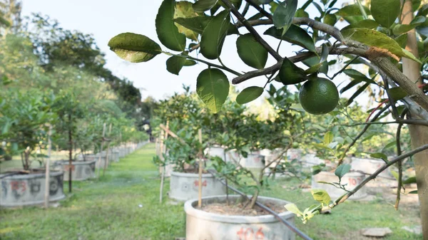 Zitronen, Limetten wachsen in Reihen in einem Zitrushain — Stockfoto