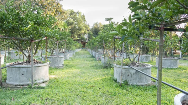 Citroner, lime växa i rader i en Citrus Grove — Stockfoto