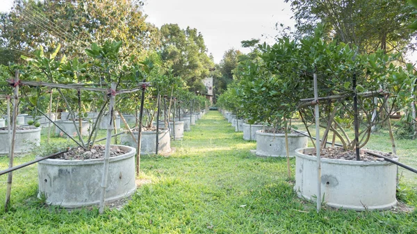 Limones, Limas crecen en hileras en un bosque de cítricos —  Fotos de Stock