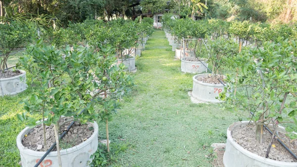 Citrons, Limes poussent en rangs dans un bosquet d'agrumes — Photo