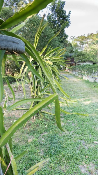 Dragon fruit or pitaya plants in organic farm — Stock Photo, Image
