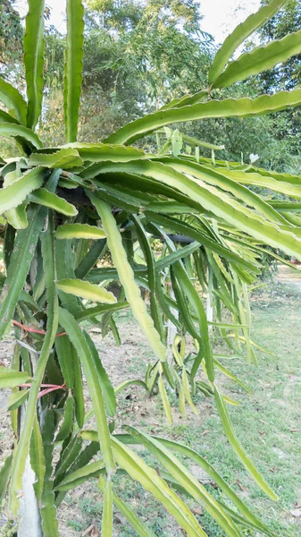 Dragon fruit of pitaya planten in biologische boerderij — Stockfoto