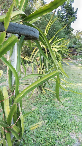 Buah naga atau tanaman pitaya di pertanian organik — Stok Foto