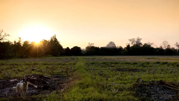 Piękny zachód słońca nad pola ryżowe — Zdjęcie stockowe