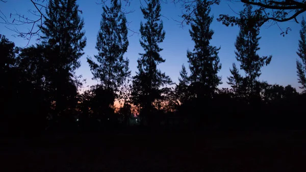 일출 여름 풍경입니다. 필드와 s에 성장 하는 소나무 — 스톡 사진