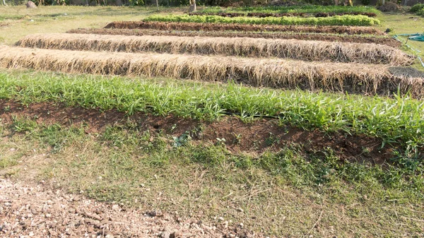 Organic vegetable cultivation farm — Stock Photo, Image