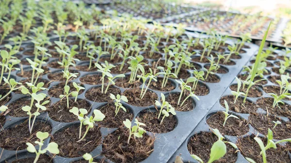 Bayi tanaman muda tumbuh dalam urutan germination pada kedelai subur — Stok Foto