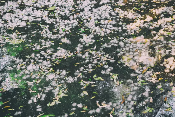 Bawełna biały i liści na staw — Zdjęcie stockowe