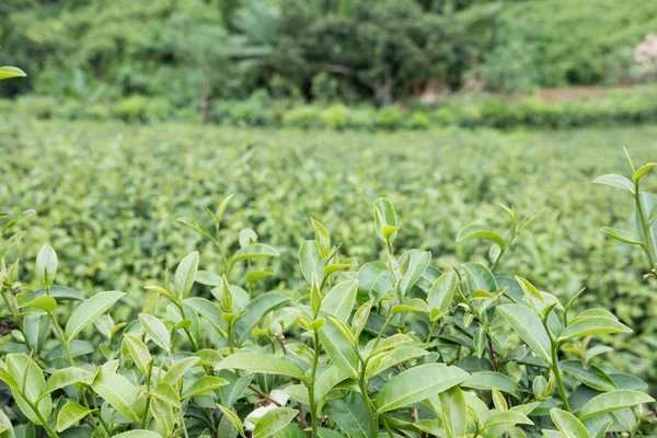 茶园。绿色和白色茶鲜叶。农业、 f — 图库照片
