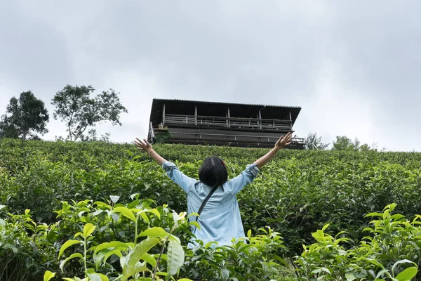 亚洲女人举手茶园。茶园。新鲜的 gr — 图库照片