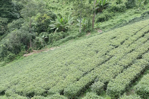 Tea plantation. fresh green and white tea leaves. agriculture, f Stock Photo