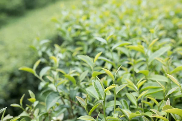 Tea plantation. fresh green and white tea leaves. agriculture, f Royalty Free Stock Photos